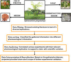 Image result for Aphanamixis