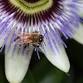 Celebrating Herbal Medicine Week ~ Herbal Stories.... event in Hobart TAS
