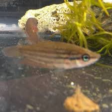 Mereka memang masih memiliki temperamen dan kebiasaan lama, namun penampilan mereka tampak lebih. Cupang Sawah Trichopsis Vitata Shopee Indonesia