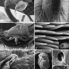 Image result for Panicum habrothrix