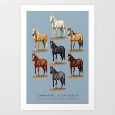 Horse Common Solid Coat Colors Chart Art Print By Csforest