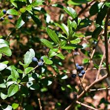 Image result for Priva curtisiae