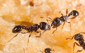 The first step in controlling carpenter ants is an inspection. Ant Control Pest Management Services In Denver Co