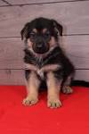 German Shepherd Puppy For Sale Near Me