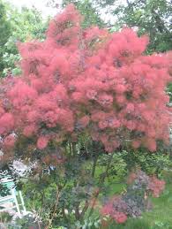 Flowering trees add beautiful pink, red, purple, or white colors to any large or small garden. 8 Flowering Trees For March Planting Signals Az