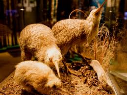 Tiere is a village and seat of the commune of diouradougou kafo in the cercle of koutiala in the sikasso region of southern mali. Die Letzten Ihrer Art Neuseelands 10 Bedrohteste Tierarten Weltwunderer