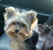 Being a small private breeder in austin, texas, we have taken the time and invested in quality dogs to be our foundation breeders to raise the best yorkie puppies we. Yorkie Puppies For Sale Tiny Yorkie Kisses