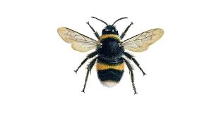 On the run in the year 1987, bumblebee the autobot finds refuge in a junkyard in a small california beach town. Bumblebee Facts About Bumblebees The Rspb