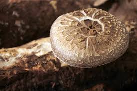 If allowed to grow to full size, puffball mushrooms will burst, sending trillions of spores into the air. Growing Portobello Mushrooms Planting Care Problems And Harvest
