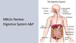 Mblex Review Digestive System Anatomy And Physiology Mblex Guide