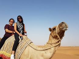 Enjoy the beauty of uae desert safari in dubai with an ancient time feeling by riding over the ship of desert the majestic camel. Posing Camel Picture Of Dubai Private Adventure Dubai Tripadvisor