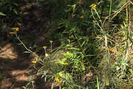 Image result for Helichrysum stenopterum
