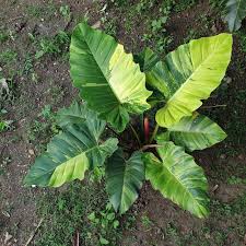 Philodendron Jungle Fever Di 2020