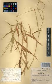 Image result for Acroceras amplectens