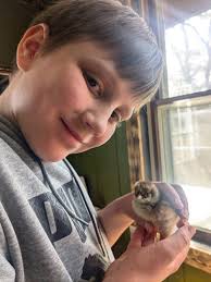 Our backyard flock is thriving, and Ray has fresh eggs collected daily!  From time to time, we also have a few extra chicks or young hens as our  flock grows. If you're