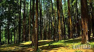 Beli bibit pohon jati online berkualitas dengan harga murah terbaru 2021 di tokopedia! Jati Rakyat Makin Diminati Di Banyumas Radar Banyumas