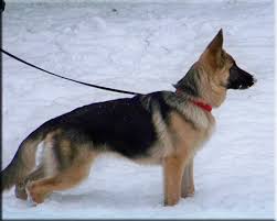 The german shepherd—australian shepherd mix is another popular cross between two herding breeds with extreme intelligence levels. German Shepherd Puppies For Sale Connecticut