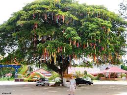 Articles A Propos De Arbre A Voeux Tradition Sur Arbre A Voeux Arbre A Souhaits Arbre A Empreintes Traditions Mar Arbre A Souhait Arbre A Voeux Arbre