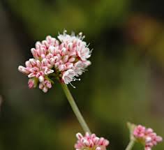 Image result for Microstegium fasciculatum