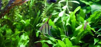 Now you can shop for it and enjoy a good deal on aliexpress! How To Grow Aquarium Plants Tropical Fish Hobbyist Magazine