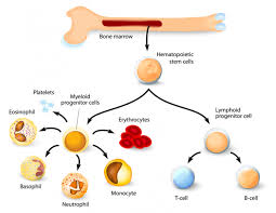 List indications for bone marrow examinations. Bone Marrow Types Structure And Functions Microbe Notes