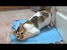 Cat In Heat Frog Pose And Yowling Youtube In 2020 Cat In Heat Cats Cat Pee