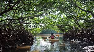 Maybe you would like to learn more about one of these? Florida Professor S Through The Mangrove Tunnels Inspired By Weedon Island