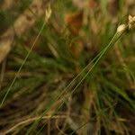 Image result for Abildgaardia ovata