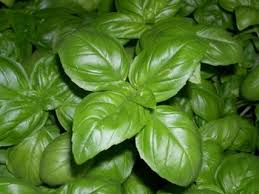 We did not find results for: Busuiocul Si Ceaiul De Busuioc Beneficii Utilizari Si Traditii