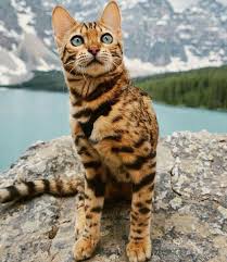 Somit dürfen keine weitere katzenrassen mehr. Die 12 Schonsten Gestreiften Katzen Auf Instagram Cute Cats And Kittens Cute Animals Adventure Cat