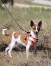 Fox Terrier Mixes - Which Cross Will Be Your New Best Friend?