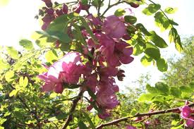 Image result for Margaretta rosea