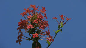 Image result for Ruspolia australis