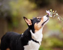 Happy Tails Franklin Daily Dog Tag Pembroke Welsh Corgi Corgi Dog Corgi Facts