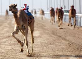 They are lighter than men and camels like them more. Al Sawan Camel Race Track Visit Ras Al Khaimah