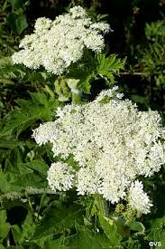 Image result for Heracleum
