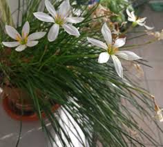 We did not find results for: Romania Indoor Grass Like Leaves White Or Lilac 6 Petal Flowers Whatsthisplant