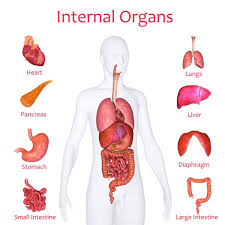 The prices for stock photos and vector images are as low as $0.16 per image. áˆ Map Of Organs In Female Body Stock Photos Royalty Free Internal Images Download On Depositphotos