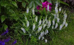 Some ground covers are only a few inches tall, and others top out at two feet or more. Bright Groundcover For Shade The Home Depot