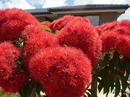 Check spelling or type a new query. Corymbia Ficifolia Wildfire Flowering Gum Gardening With Angus