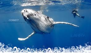 Swim With Humpback Whales in Tonga
