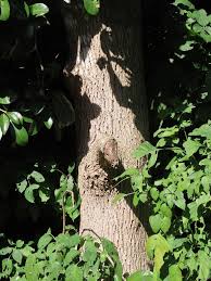 Image result for Inhambanella henriquesii