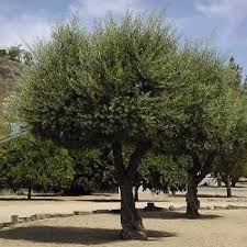Image result for Olea europaea