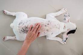 Itchy Scratchy Help For Dogs With Dry Skin Oakland Veterinary Referral Services