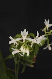 Image result for Eulophia schweinfurthii