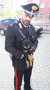 Attività di allevamento a torino di : Cronaca Chieri Trovati 8 Cuccioli Di Rottweiler Abbandonati In Casa Scomparso Nel Nulla Il 36enne Chierese Proprietario Centotorri
