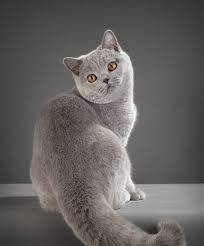 Some breeds require very little in the way of grooming; Available British Shorthair Kittens For Sale British Shorthair Kittens For Sale British Shorthair Cat