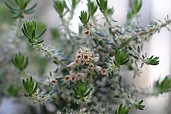 Image result for Phylica