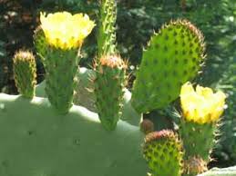 Cactus needles are craftable, consumable throwing weapons that stick into enemies for 3 seconds, poisoning them. Growing Edible Prickly Pear Cactus