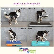 pin by vanessa tovar on canine conditioning dog agility course agility training for dogs your dog